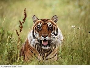 虎图背景,探寻野生虎的神秘世界